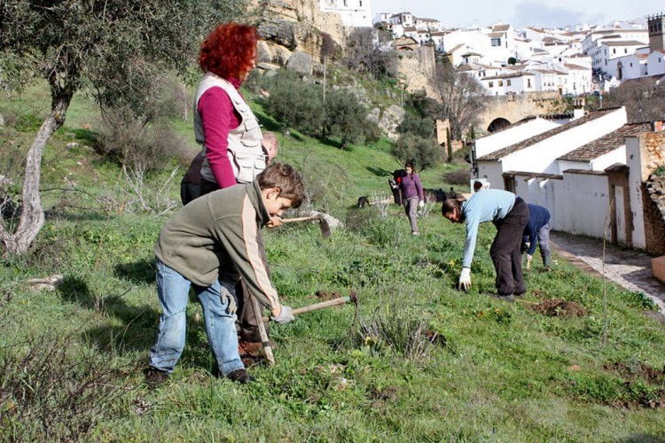 Un grupo de voluntarios lleva a cabo una reforestación en las Murallas del Carmen