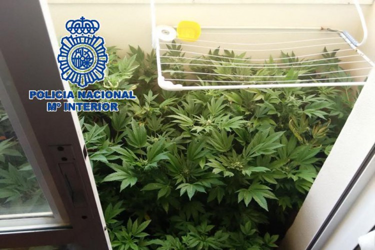 La Policía Nacional interviene 127 plantas de marihuana en una vivienda
