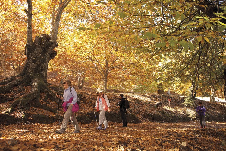 Con las lluvias de otoño volvemos a disfrutar del ‘Bosque de Cobre’, en el Valle del Genal