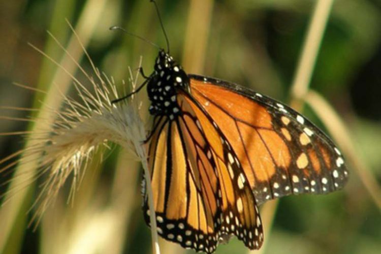 La mariposa monarca llega a Ronda