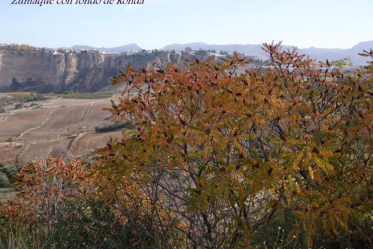 Plantas de la Serranía de Ronda: Zumaque (Rhus coriaria)