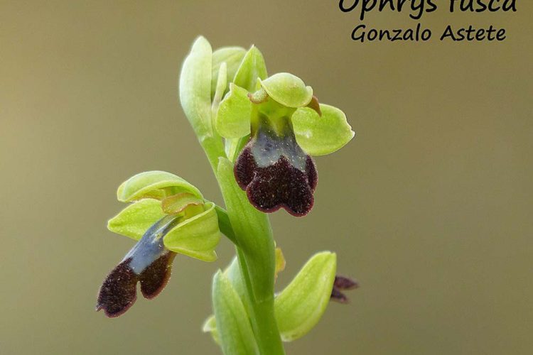 Orquídeas de la Serranía de Ronda: Orquídea Abejera oscura (Ophrys fusca)