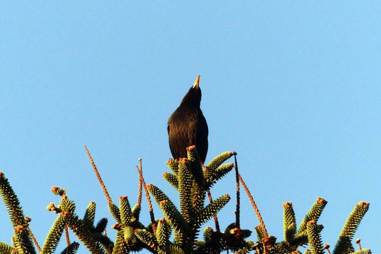 Fauna de la Serranía de Ronda: Estornino Negro (Sturnus unicolor)