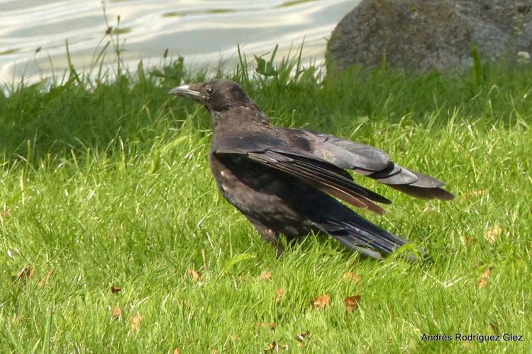 Fauna de la Serranía de Ronda: Cuervo (Corvus corax), un ave muy inteligente pero rencorosa