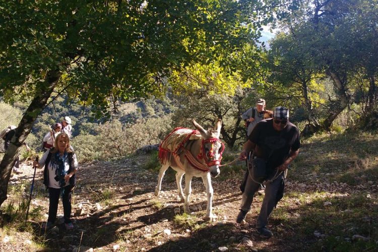 Decenas de personas participaron en la V Ruta Arriera ‘Serranía de Ronda’ que discurrió entre Grazalema y El Bosque