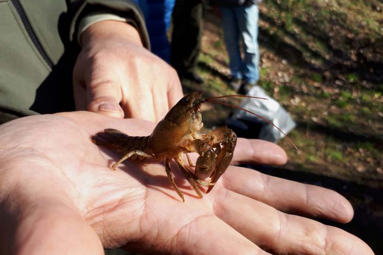 La Junta suelta 400 ejemplares de cangrejo autóctono de río en la Serranía para asegurar la pervivencia de esta especie amenazada