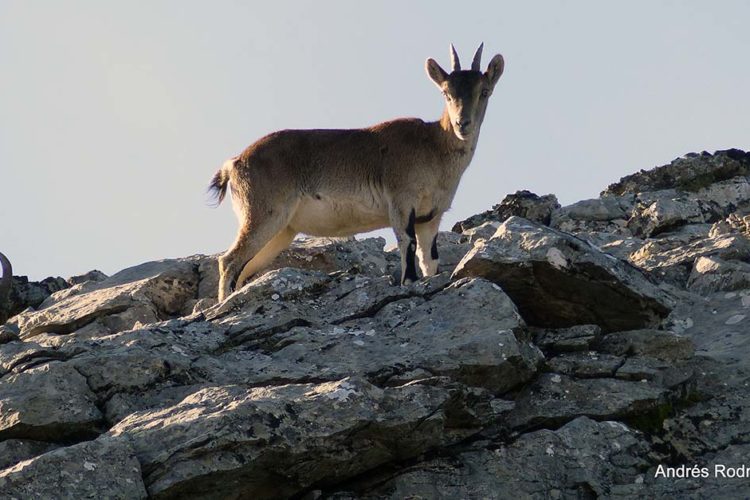 Fauna de la Serranía de Ronda: Cabra montés (Capra pyrenaica)