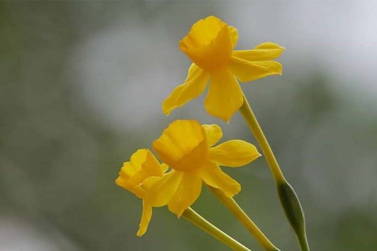 Plantas de la Serranía de Ronda: Narciso amarillo (Narcissus assoanus)