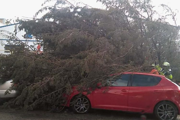 Un árbol se desploma sobre dos coches en el polígono industrial El Fuerte y otro corta el tráfico en la avenida Martínez Astein