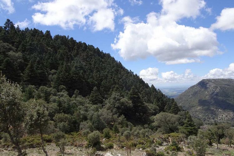 Ecologistas en Acción ha solicitado a la Junta que expropie un pinsapar en el Parque Natural Sierra de Grazalema