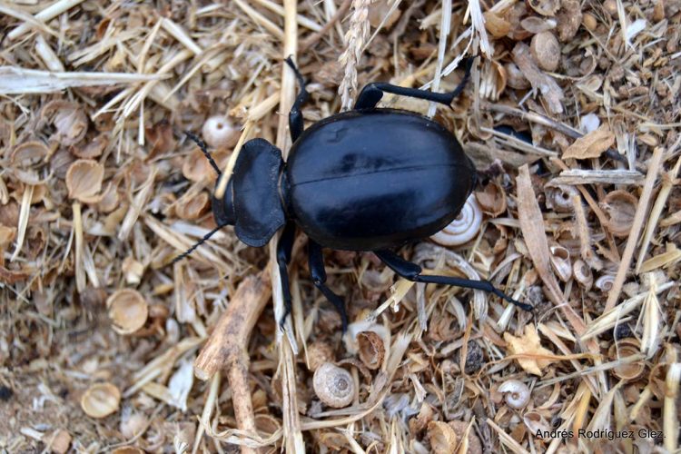 Fauna de la Serranía de Ronda: Escarabajo Morica planata