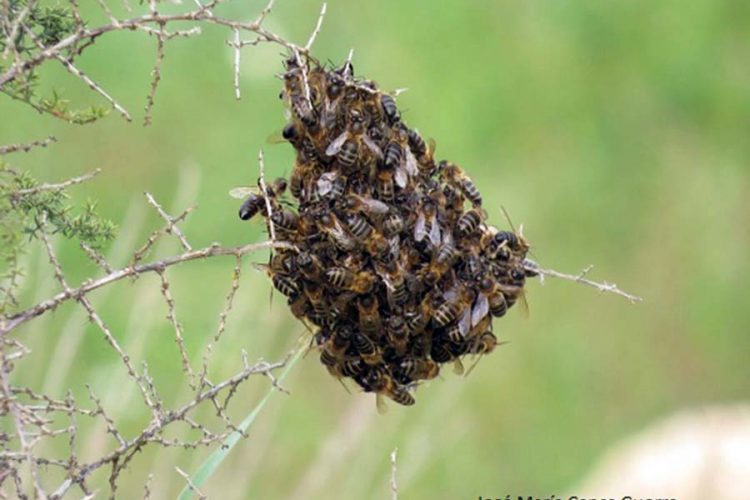 Fauna de la Serranía de Ronda: enjambre de abejas
