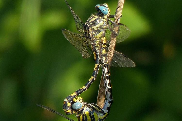 Fauna de la Serranía: Reproducción de las libélulas