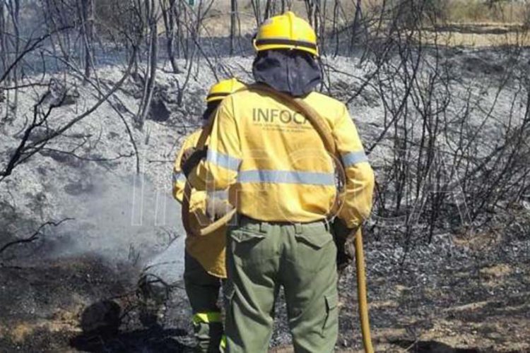 Infoca y bomberos extinguen un incendio declarado esta tarde en Gaucín
