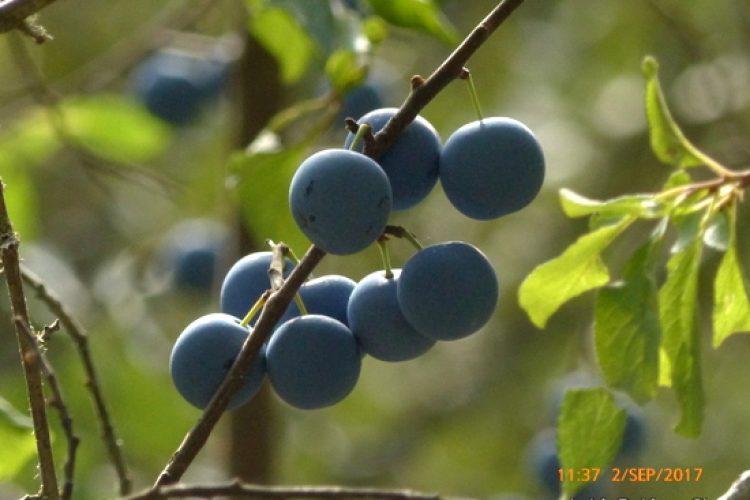 Plantas de la Serranía de Ronda: Endrino (Prunus spinosa); de donde sale el pacharán