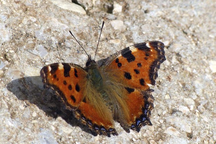 Fauna de la Serranía de Ronda: Mariposa Olmera (Nymphalis polycliros)