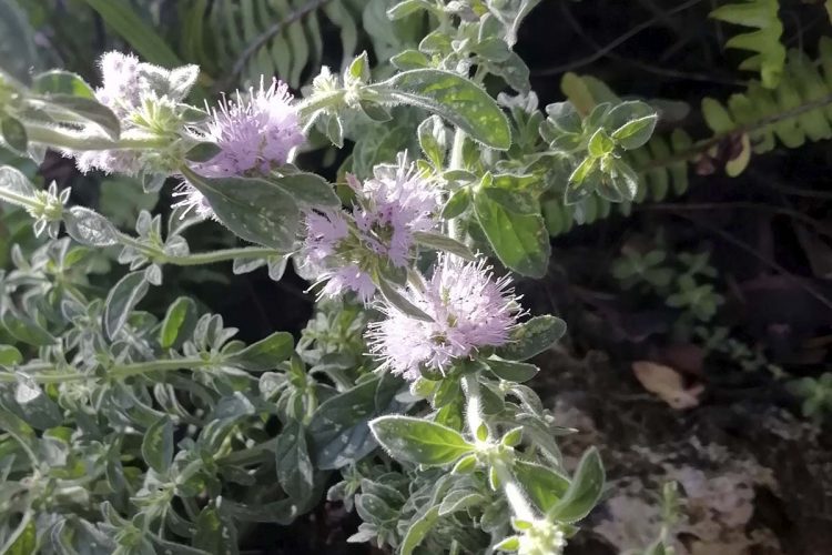 Plantas de la Serranía de Ronda: Poleo. Menta poleo (Mentha pulegium)