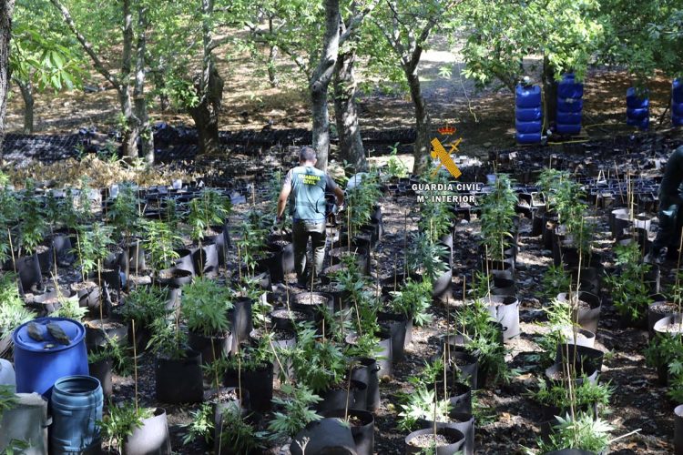 La Guardia Civil desmantela una organización criminal dedicada al cultivo y elaboración  de marihuana en Faraján