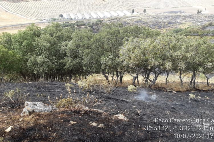 Efectivos del Infoca logran estabilizar otro incendio forestal declarado esta tarde en Cañete la Real