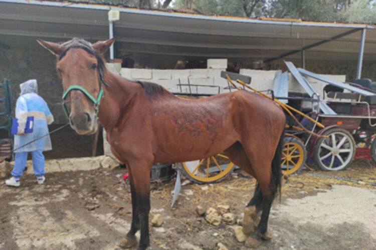 La Patrulla Verde de la Policía Local denuncia al propietario de unos caballos por un presunto delito de maltrato animal
