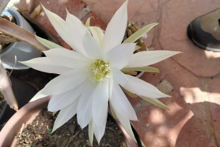 Plantas de la Serranía de Ronda: Cactus de la Flor de un Día. Género Echinopsis