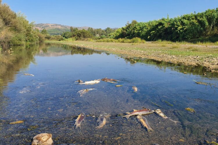 Ecologistas en Acción denuncia la aparición de «cientos de peces» muertos en la junta de los ríos Genal y Guadiaro