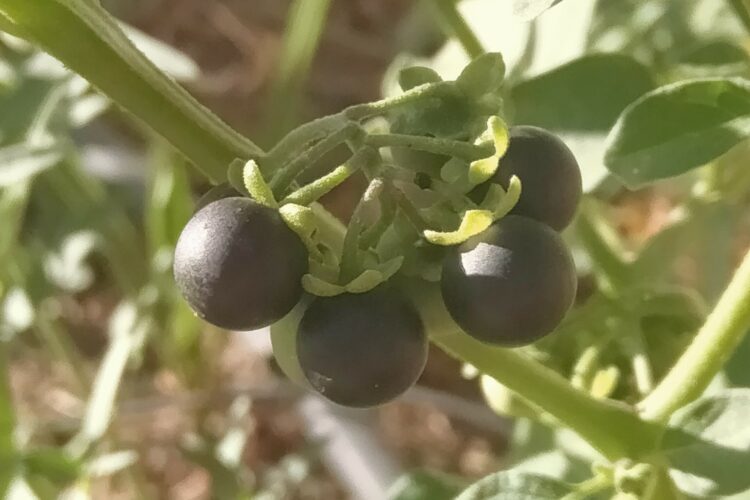 Plantas de la Serranía de Ronda: Tomatillo del Diablo