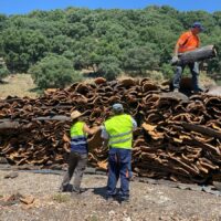 La Diputación quiere impulsar una industria de transformación del corcho en la Serranía para luchar contra la despoblación