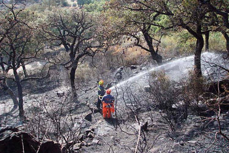 Un fuego calcina 12 hectáreas de encinar y pasto