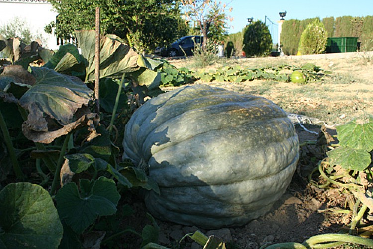Un hortelano cultiva una calabaza de 73 kilos en Ronda