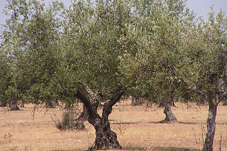 Termina la campaña de fumigación del olivar en la Comarca