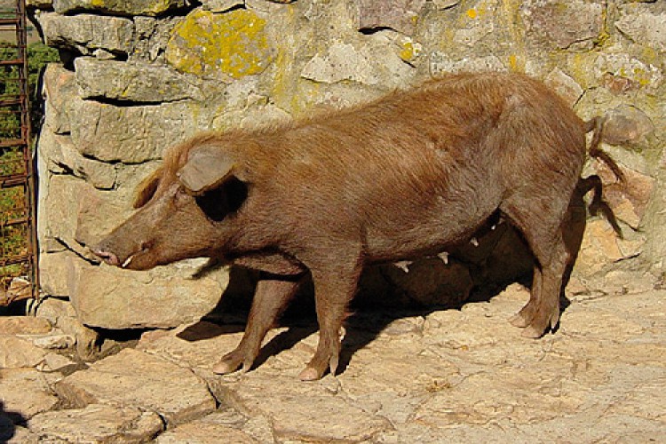 Proyectan recuperar el cerdo rubio gaditano típico en la Serranía