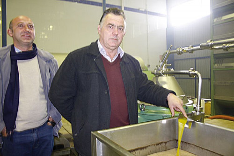 Ronda producirá menos aceite en 2009