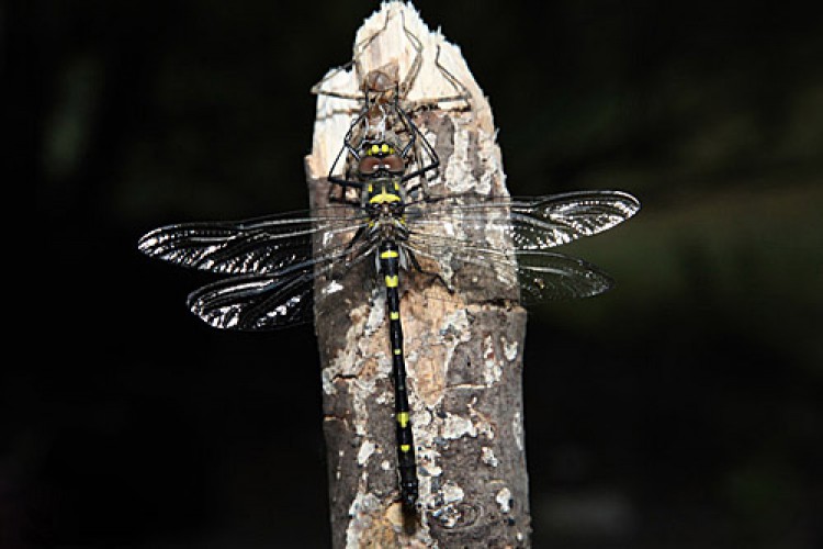Encuentran dos libélulas en peligro de extinción en el río Genal