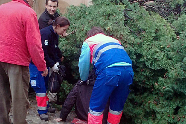 La delegada de Cultura, Josefa Becerra, resulta herida tras la caída de un ciprés