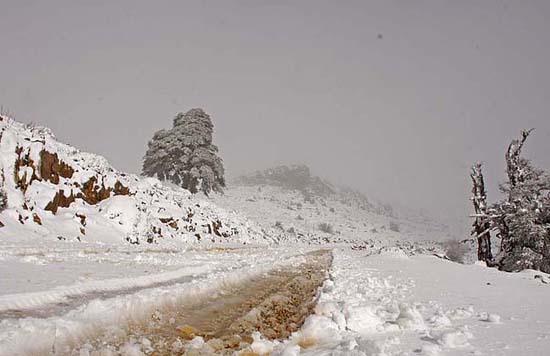 Carril de acceso a las cumbres de la Sierra de las Nieves.