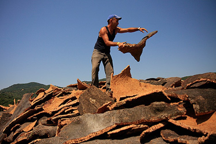 La campaña del corcho producirá 300.000 kilos