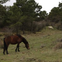 Caballos pastando en la zona de Conejeras.