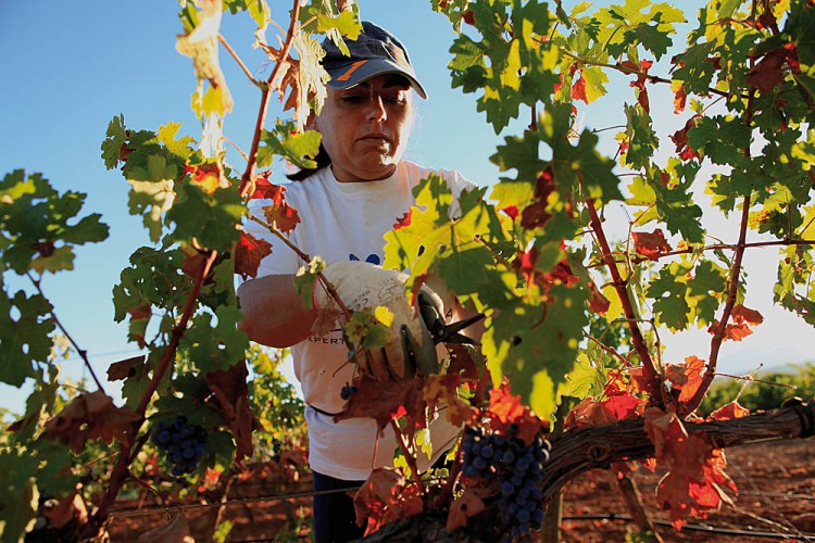 La Ruta del Vino de Ronda y Málaga solicita una moratoria para la implantación de parques solares