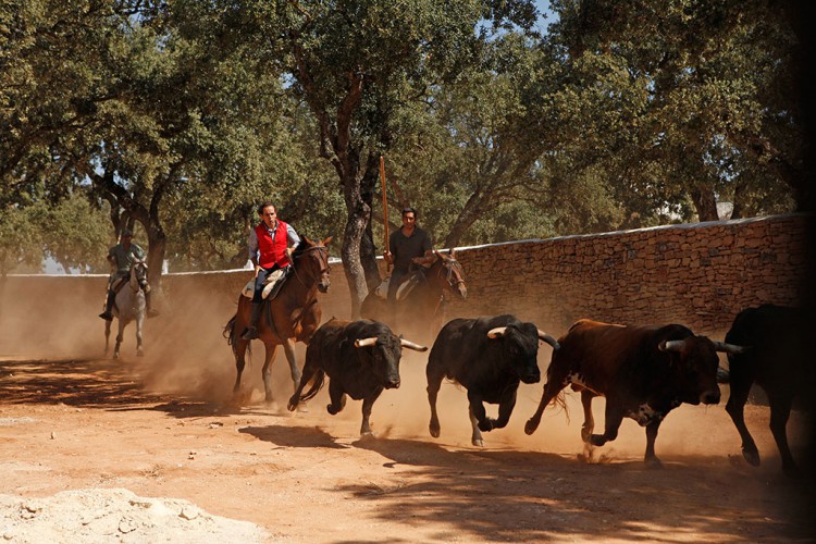 Reservatauro será condecorado con la bandera de Andalucía al mérito medioambiental