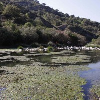 Científicos alertan de la presencia de contaminantes de gran persistencia en el río Guadiaro