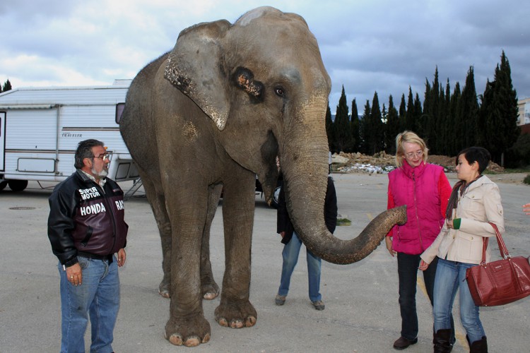 Aprueban prohibir circos y atracciones de feria con animales