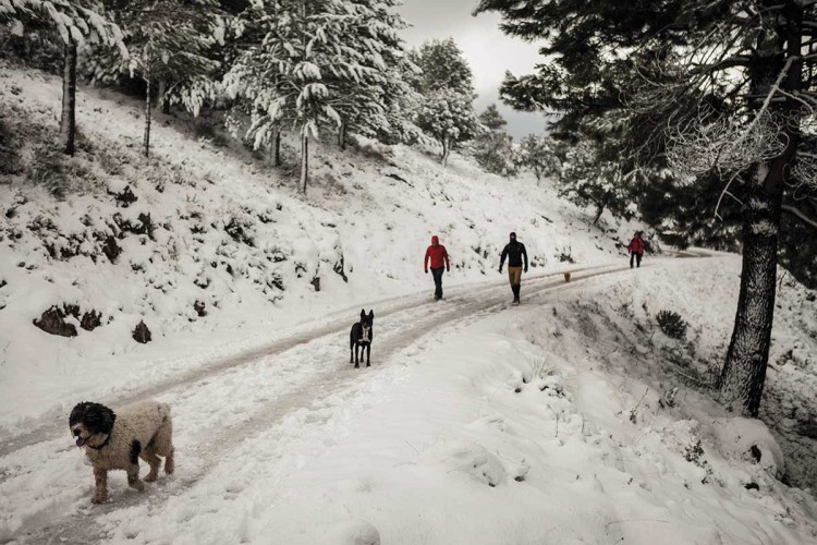 El posible nombramiento como Parque Nacional de la Sierra de las Nieves, a debate