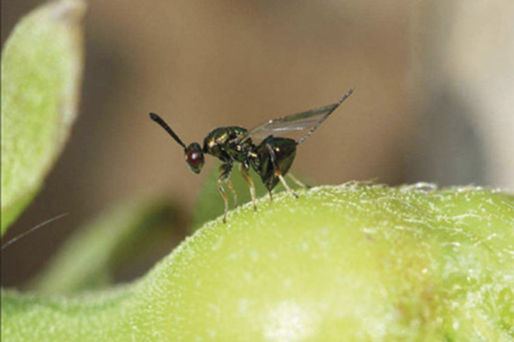 Reclaman la suelta generalizada del parásito contra la avispilla del castaño