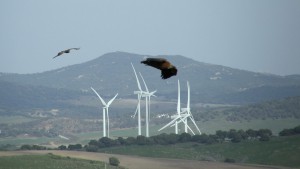 Los aerogenerados se encuentran en el camino de muchas aves