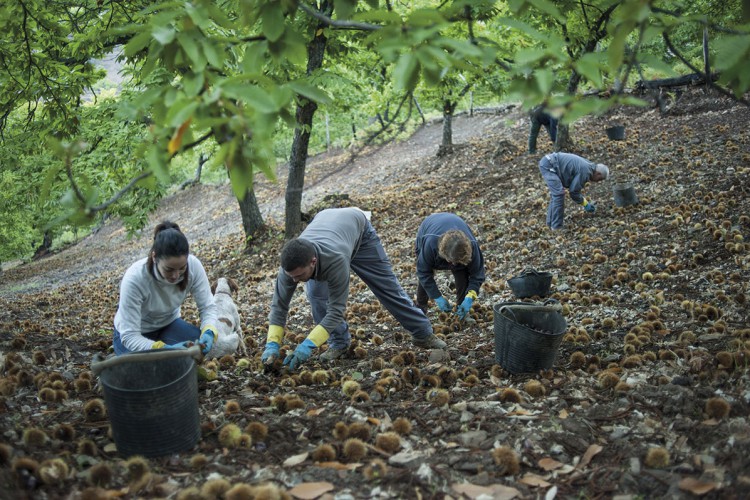 La Consejería de Agricultura duplica las ayudas para los productores de castañas del Valle del Genal