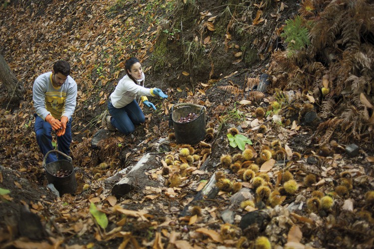 Los productores de castaña de Igualeja inician una huelga y se niegan a recoger el fruto ante la injustificada bajada de precios