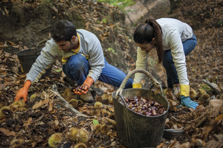 La sequía y el intenso calor del verano hacen que la producción de la castaña del Valle del Genal caiga un 60%