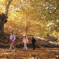 Con las lluvias de otoño volvemos a disfrutar del ‘Bosque de Cobre’, en el Valle del Genal
