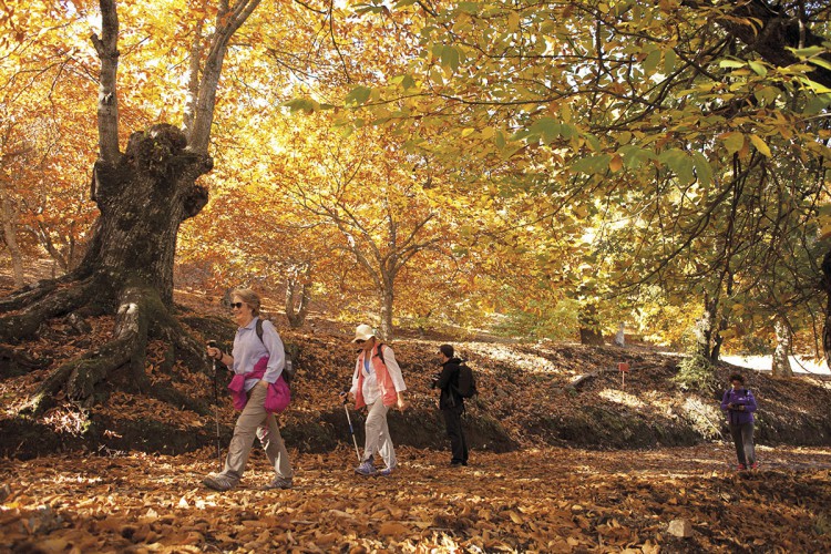 El ‘Bosque de cobre’ del Genal se llena de visitantes